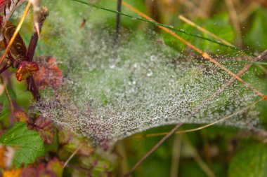 spiderwed kırmızıya yağmur sonrası yol açar.