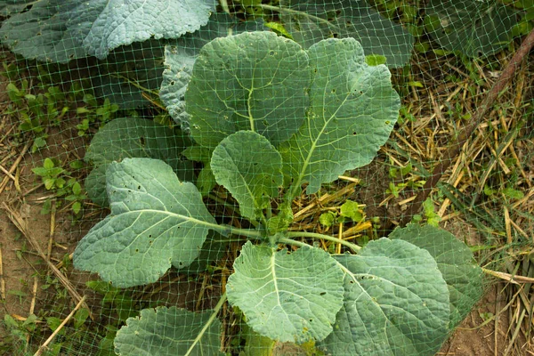 Cabbage Garden — Stock Photo, Image