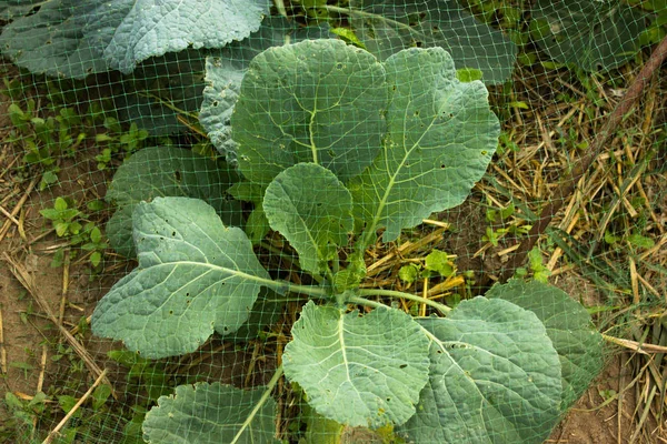 花园里的卷心菜 — 图库照片