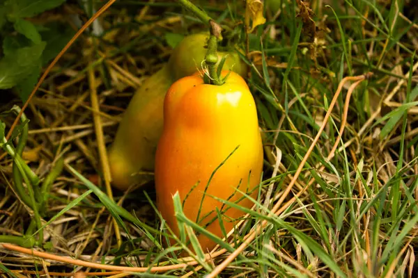 Oranje Tomaat Vorm Van Peper — Stockfoto