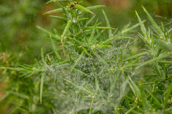 Spinnenweb Groene Rosematyn Regenval — Stockfoto