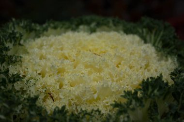 Beyaz lahana, yeşil leavs ile süs