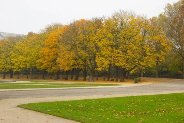 ağaçlar sarı yaprakları ve yeşil çimen sokak