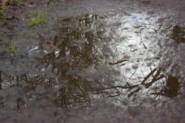 yansıma bir su birikintisi içinde ağaç 