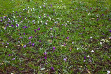 alan beyaz ve mor kardelen çiçekli
