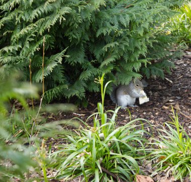 Sincaplar bir çalı altında yer