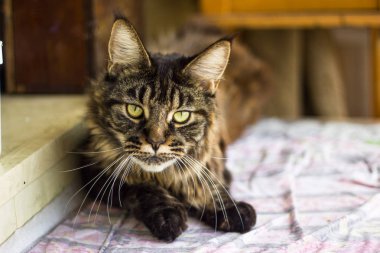 Maine Coon Kedi browen renk