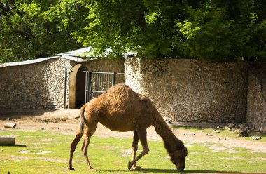 Namlu kahverengi bir deve