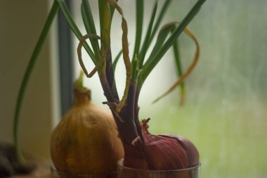 filiz sarı ve kırmızı soğan