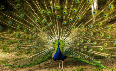 Açık kuyruğunu tavus kuşu erkek