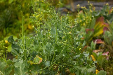 Beyaz lahana, yeşil leavs ile süs