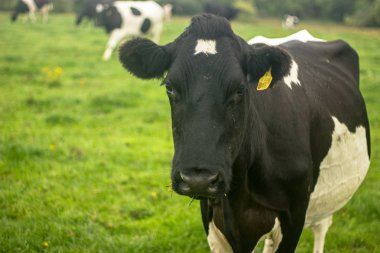 yeşil çayır üzerinde beyaz lekeler ile siyah inek