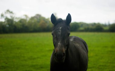 koyu kahverengi yeşil çayır üzerinde at