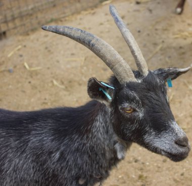 keçi rahatsız namlu