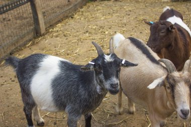 keçi çocuklar ile yeşil çimenlerin üzerinde otlatma