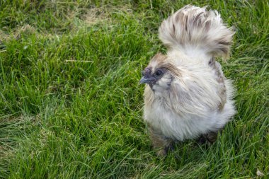 Dekoratif tavuk bir horoz Çin ipek tavuk