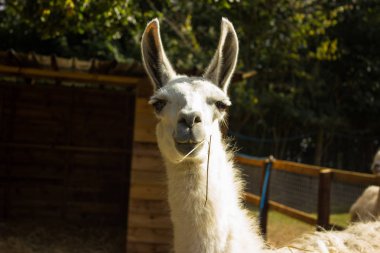 gülümseyen bir Lama dişleri olan namlu