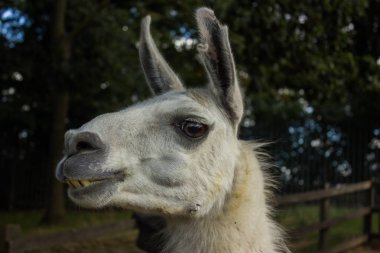gülümseyen bir Lama dişleri olan namlu