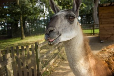 gülümseyen bir Lama dişleri olan namlu