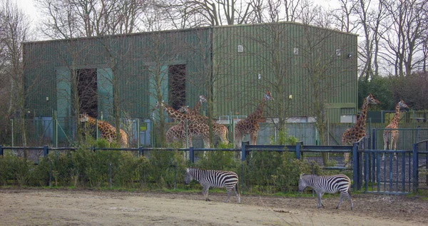 Zoo en carton Stock Photos, Royalty Free Zoo en carton Images