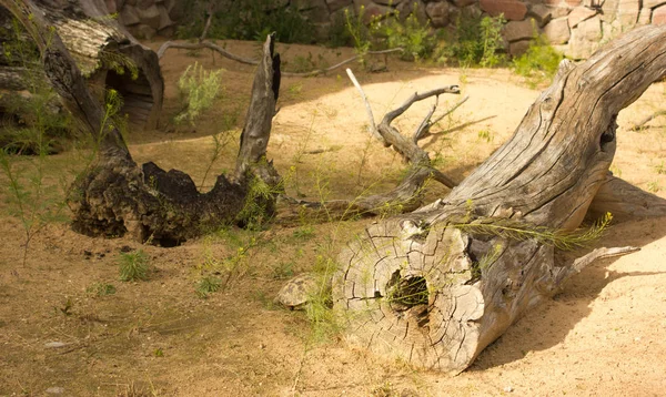 Suchá Polena Stromů Písku — Stock fotografie