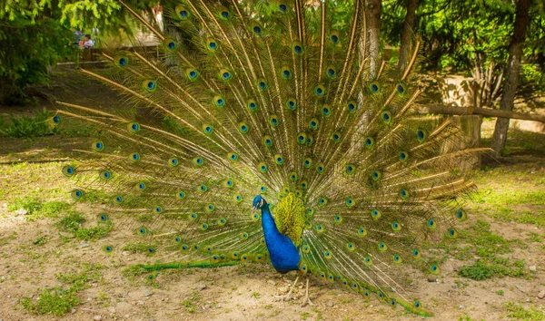 Pfauenmännchen Mit Offenem Schwanz — Stockfoto