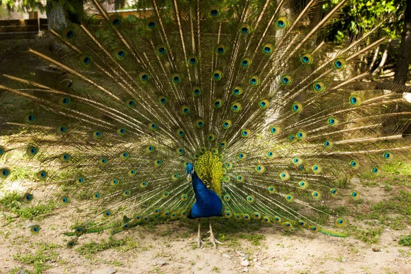 Pavão Macho Com Cauda Aberta — Fotografia de Stock