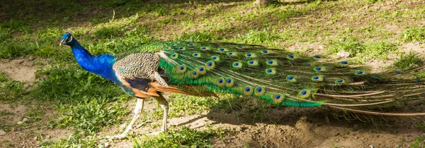 Peacock Male Open Tail — Stock Photo, Image