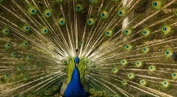 Pavão Macho Com Cauda Aberta — Fotografia de Stock