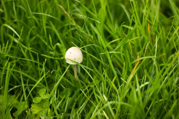 Küçük Beyaz Champignon Çim — Stok fotoğraf