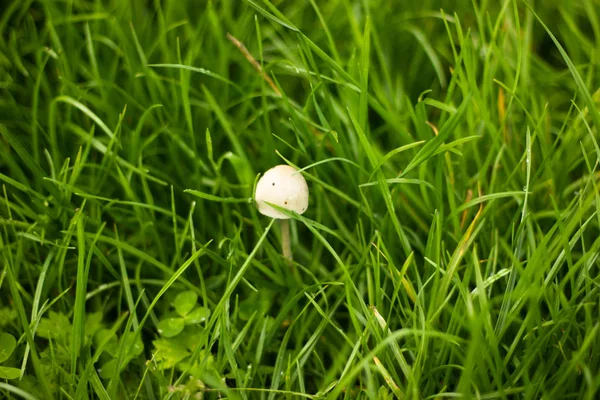 Champiñón Blanco Pequeño Hierba — Foto de Stock