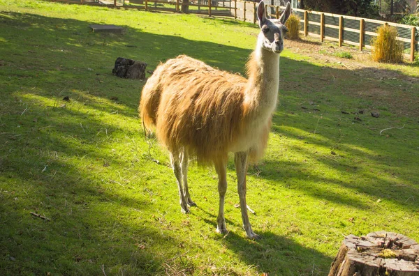 Braunes Lama Auf Dem Gras — Stockfoto