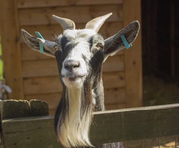 keçi rahatsız namlu