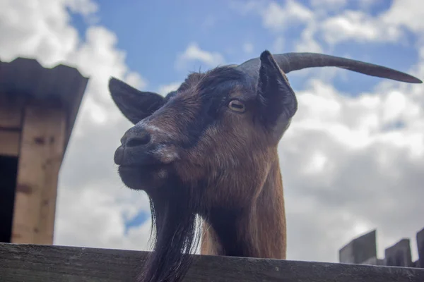 Offended Muzzle Goat — Stock Photo, Image