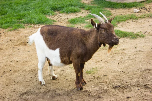 Ziegen Grasen Auf Grünem Gras — Stockfoto