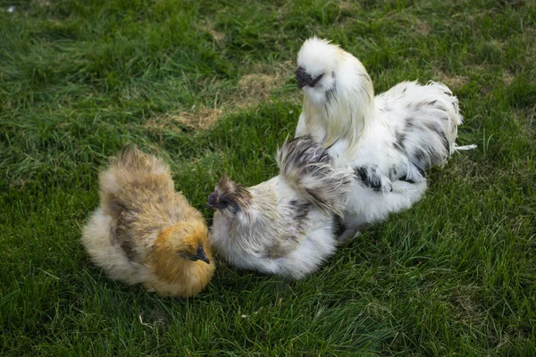 Dekorativa Kyckling Med Kuk Kinesisk Siden Kyckling — Stockfoto