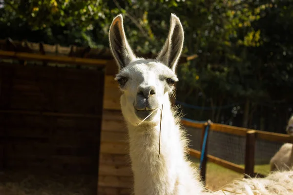Schnauze Eines Lächelnden Lamas Mit Zähnen — Stockfoto