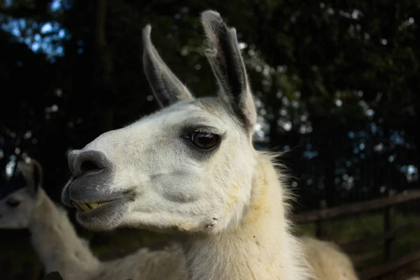 Schnauze Eines Lächelnden Lamas Mit Zähnen — Stockfoto