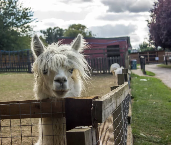 Blauäugiges Lama Mit Pony Alpaka — Stockfoto