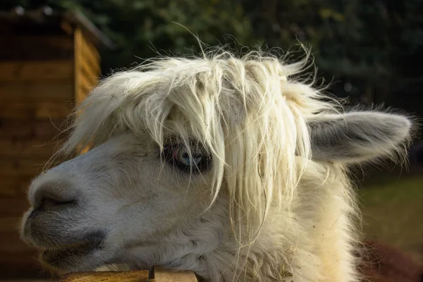 Llama Ojos Azules Con Flequillo Alpaca — Foto de Stock