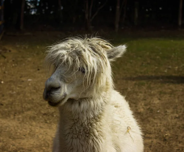 Schnauze Glücklicher Alpakas Als Rockstar — Stockfoto