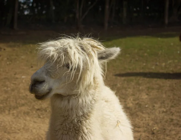 Hocico Alpacas Felices Como Una Estrella Rock — Foto de Stock