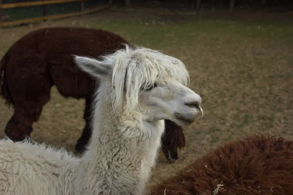 Hocico Alpacas Felices Como Una Estrella Rock — Foto de Stock