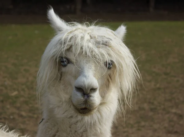 Muzzle Happy Alpacas Rock Star — Stock Photo, Image