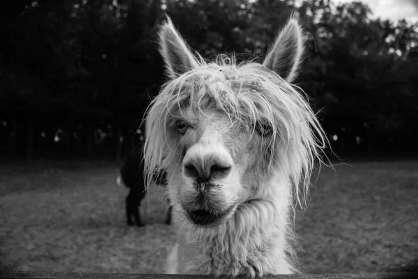 Blue Eyed Muzzle Alpaca Bang Rock Star — Stock Photo, Image