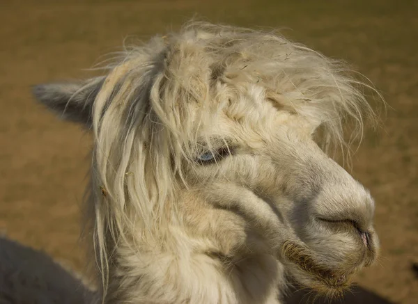 Schnauze Des Weißen Lamas Alpaka Mit Pony — Stockfoto