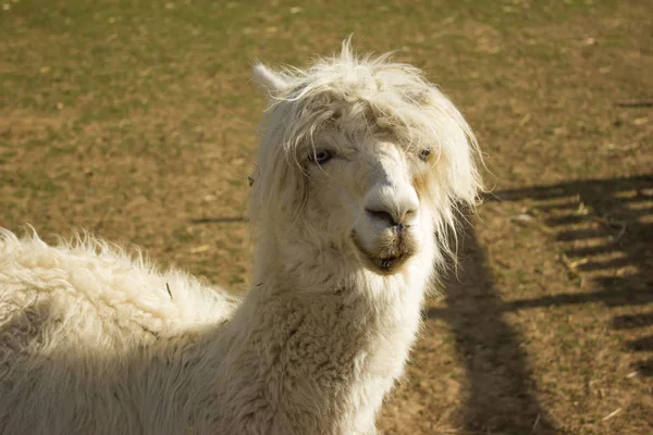 Hocico Llama Blanca Alpaca Con Flequillo — Foto de Stock