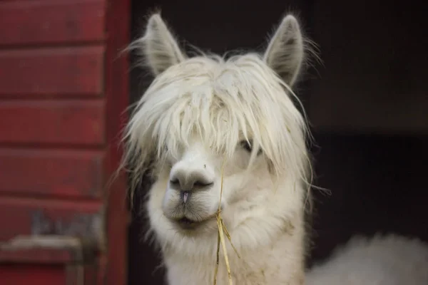 Schnauze Des Weißen Lamas Alpaka Mit Pony — Stockfoto