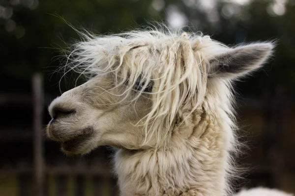 Hocico Blanco Icónico Llama Alpaca Con Ojos Penetrantes — Foto de Stock