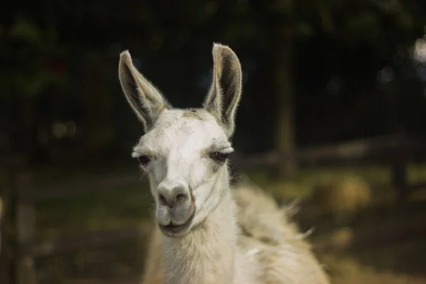 Hocico Blanco Icónico Llama Alpaca Con Ojos Penetrantes — Foto de Stock